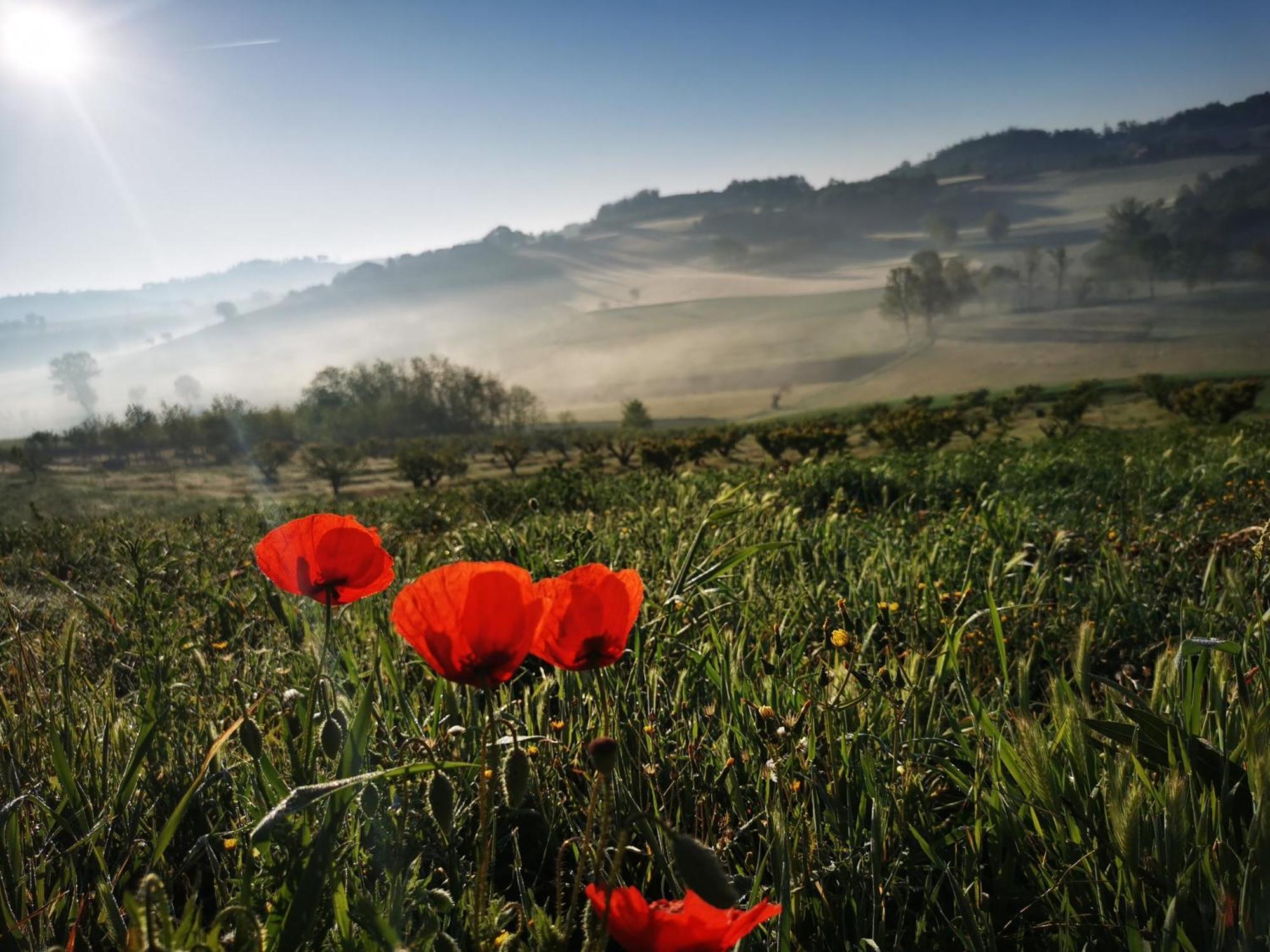 Calliano  Azienda Agricola Tenuta Del Barone מראה חיצוני תמונה